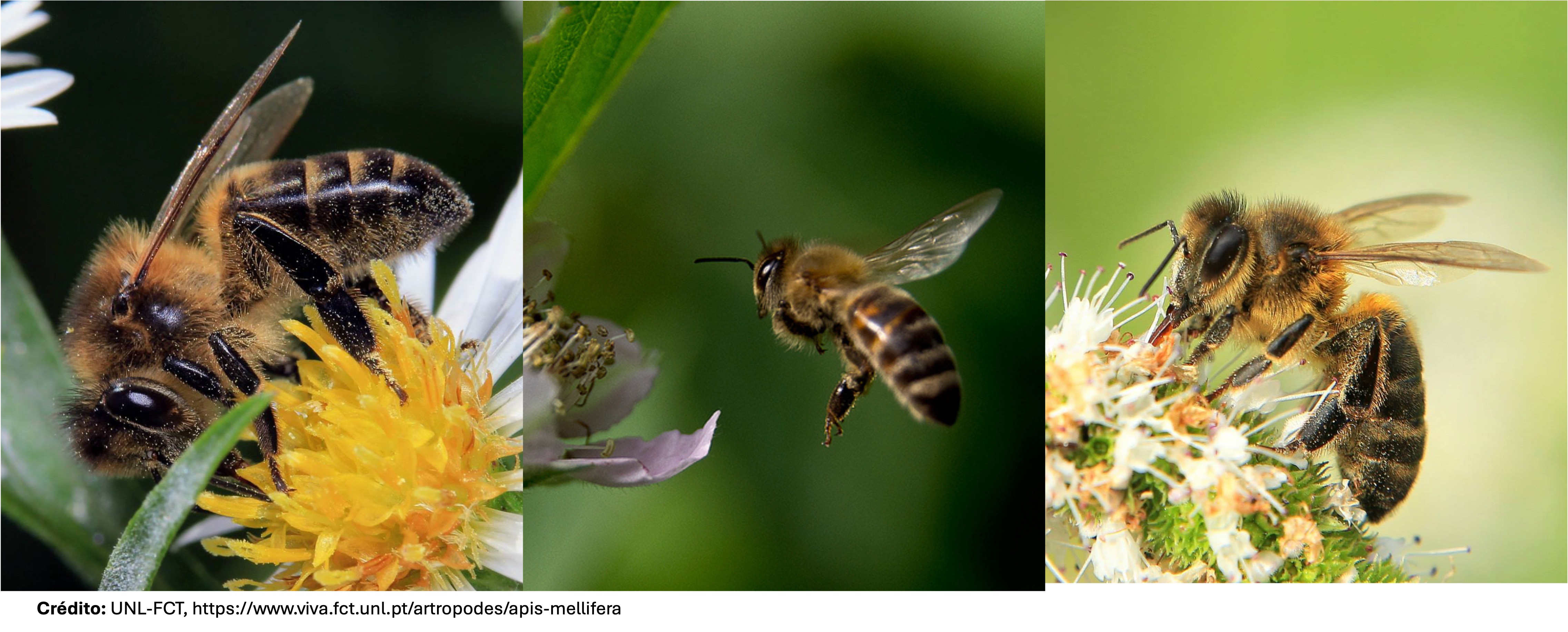 Apis mellifera iberiensis